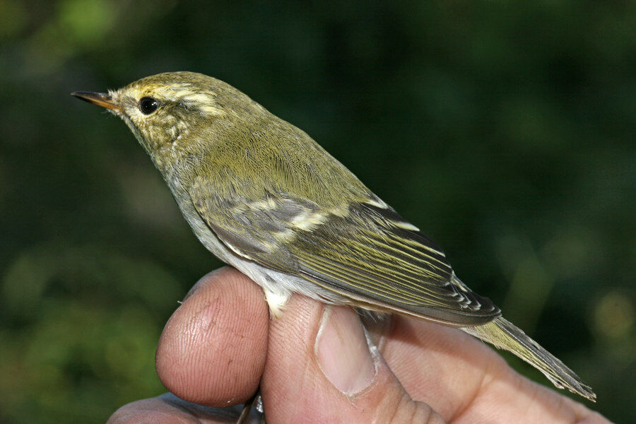 Yellow-browed Warbler