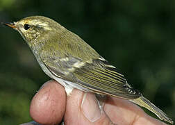 Yellow-browed Warbler