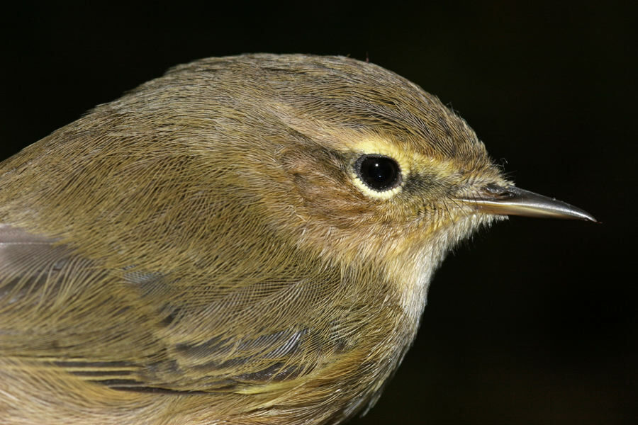 Pouillot véloce