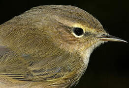 Common Chiffchaff