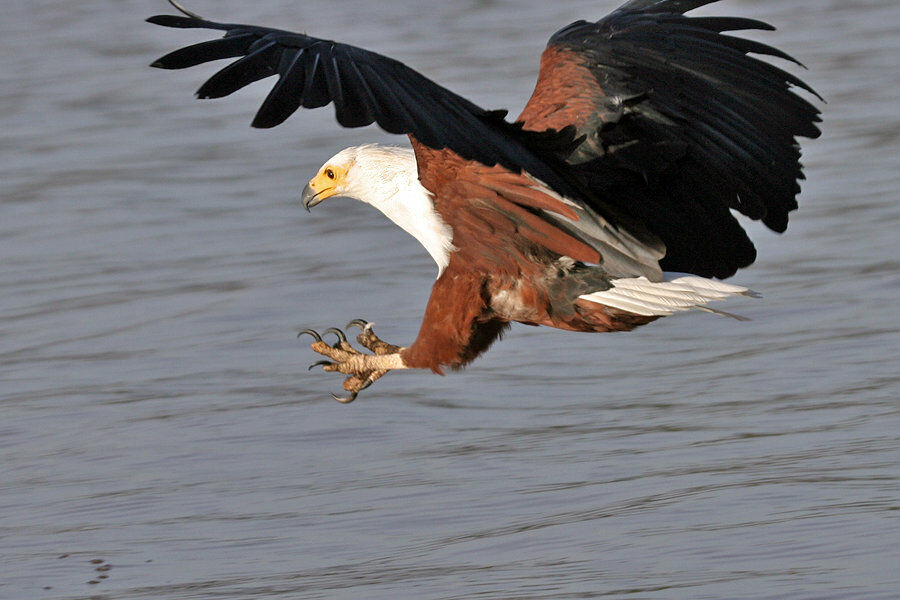 African Fish Eagle