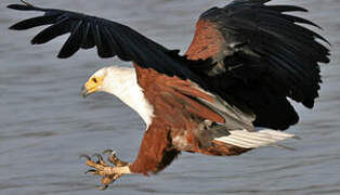 African Fish Eagle