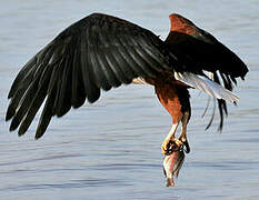 African Fish Eagle