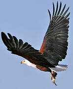 African Fish Eagle