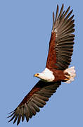 African Fish Eagle