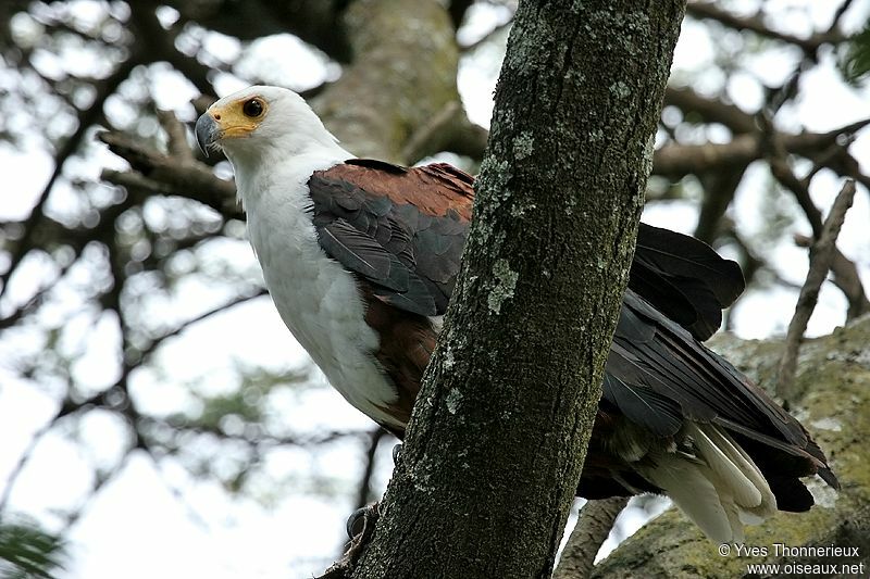 African Fish Eagle