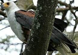 African Fish Eagle