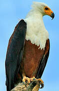 African Fish Eagle