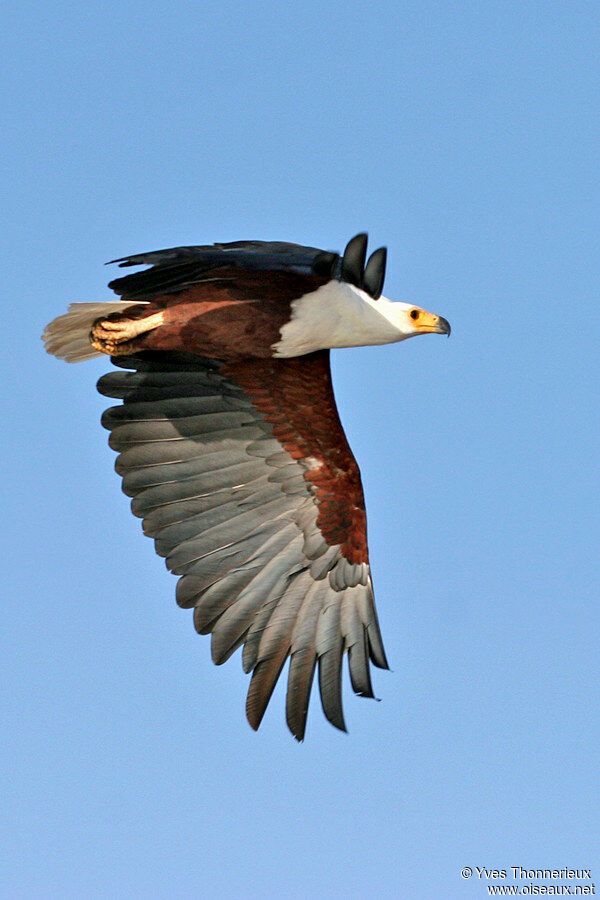 African Fish Eagle