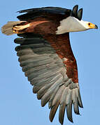 African Fish Eagle