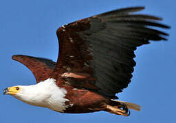 African Fish Eagle