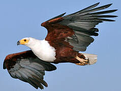 African Fish Eagle