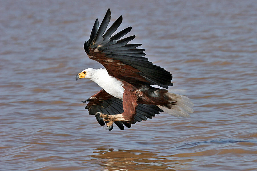 African Fish Eagle