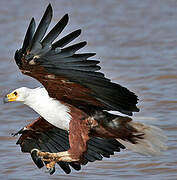 African Fish Eagle