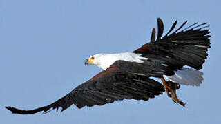 African Fish Eagle