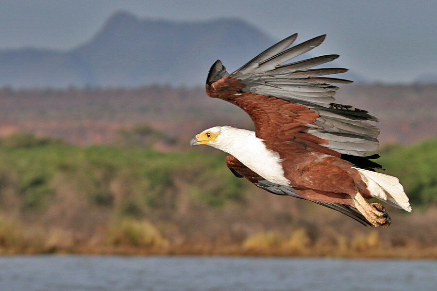 African Fish Eagle