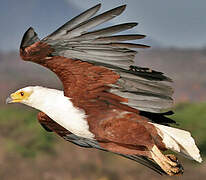 African Fish Eagle