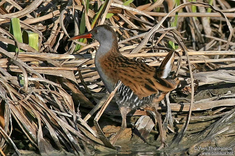 Râle d'eau