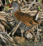 Water Rail