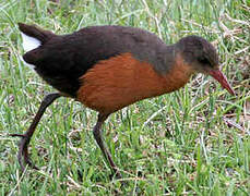 Rouget's Rail