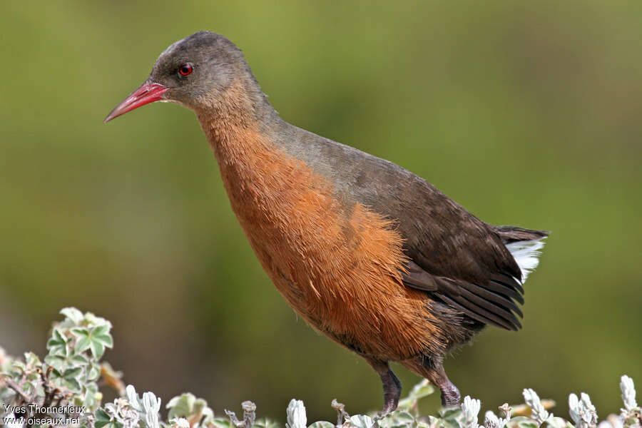 Râle de Rougetadulte, identification