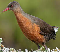 Rouget's Rail