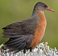 Rouget's Rail