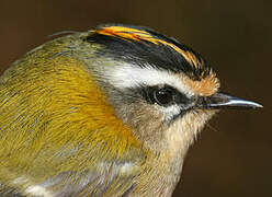 Common Firecrest