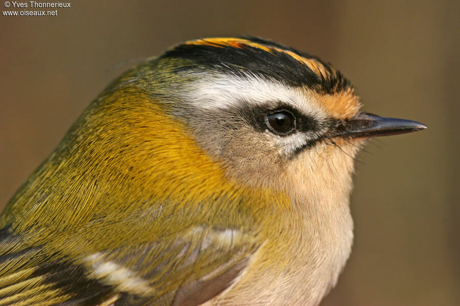 Common Firecrest male adult