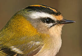 Common Firecrest