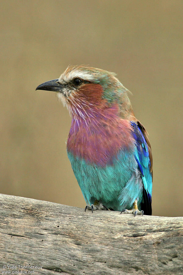 Lilac-breasted Roller