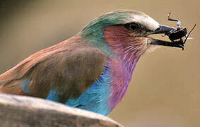 Lilac-breasted Roller