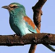 Abyssinian Roller