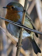 European Robin