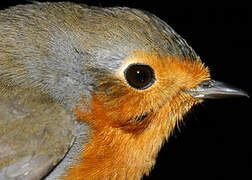 European Robin