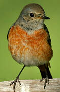 Common Redstart