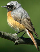 Common Redstart