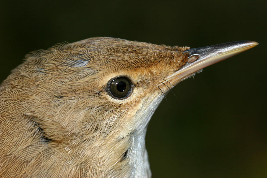 Common Reed Warbler