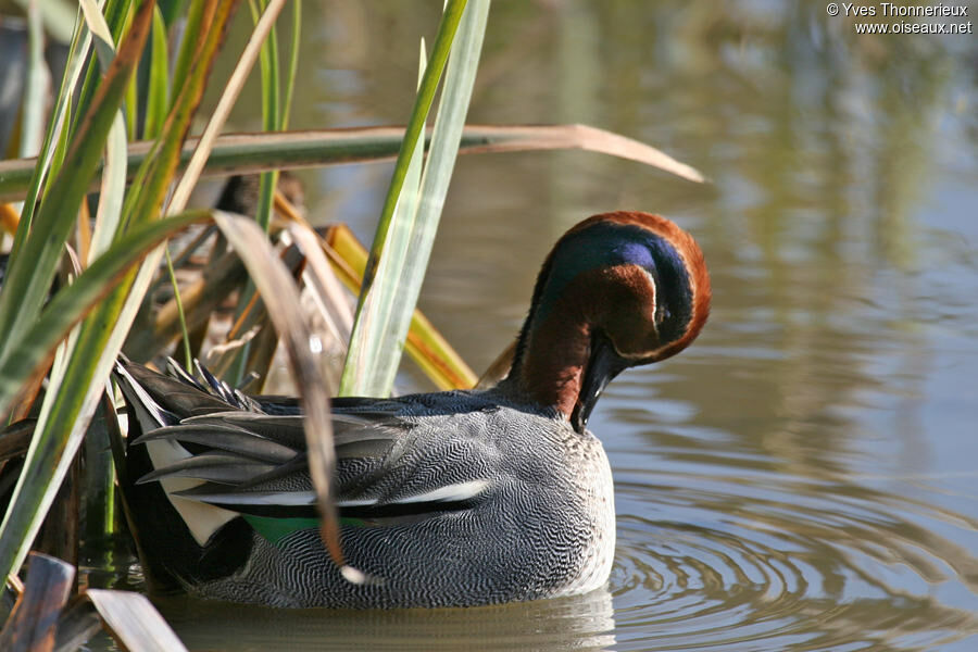 Eurasian Teal