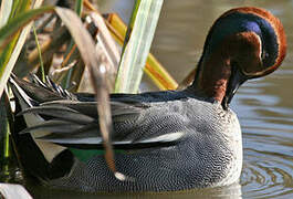 Eurasian Teal