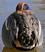 Eurasian Teal