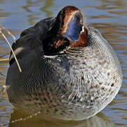 Eurasian Teal