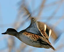 Eurasian Teal