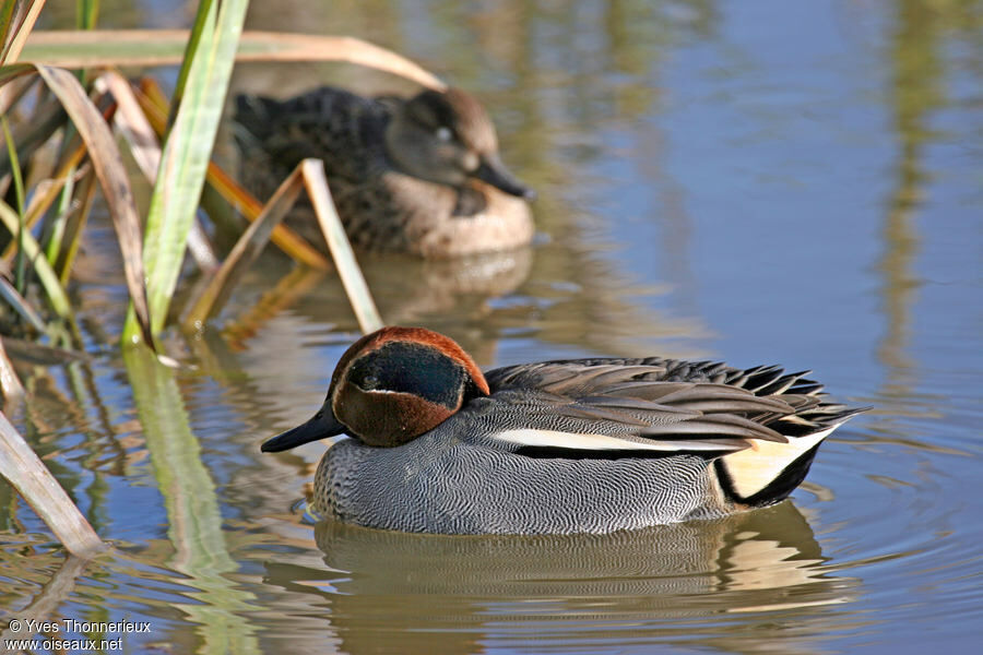 Eurasian Teal