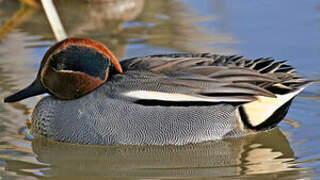 Eurasian Teal