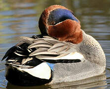 Eurasian Teal