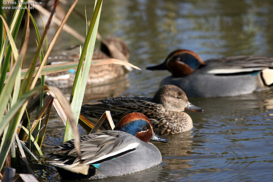 Eurasian Teal