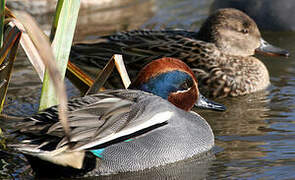 Eurasian Teal