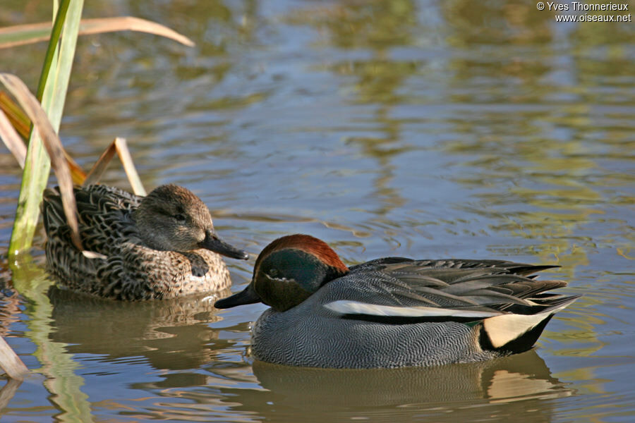 Eurasian Teal