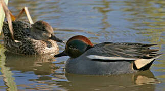 Eurasian Teal